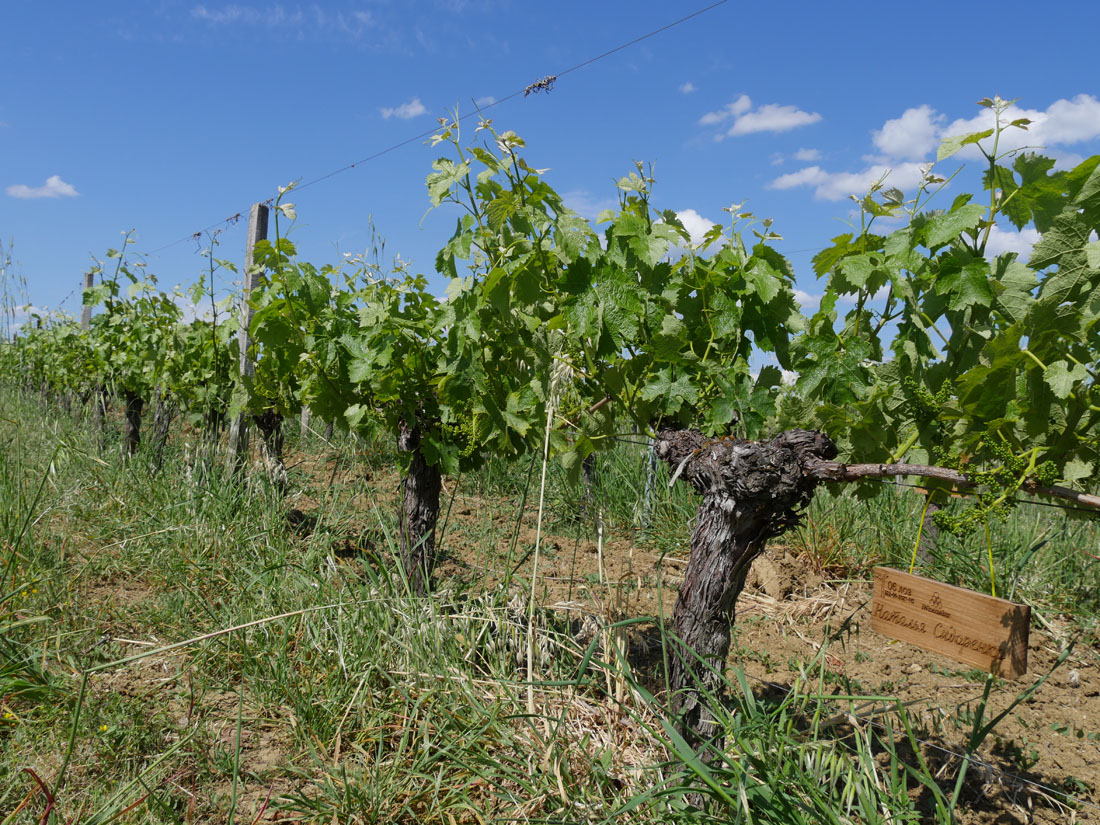 Виноградник на урожай